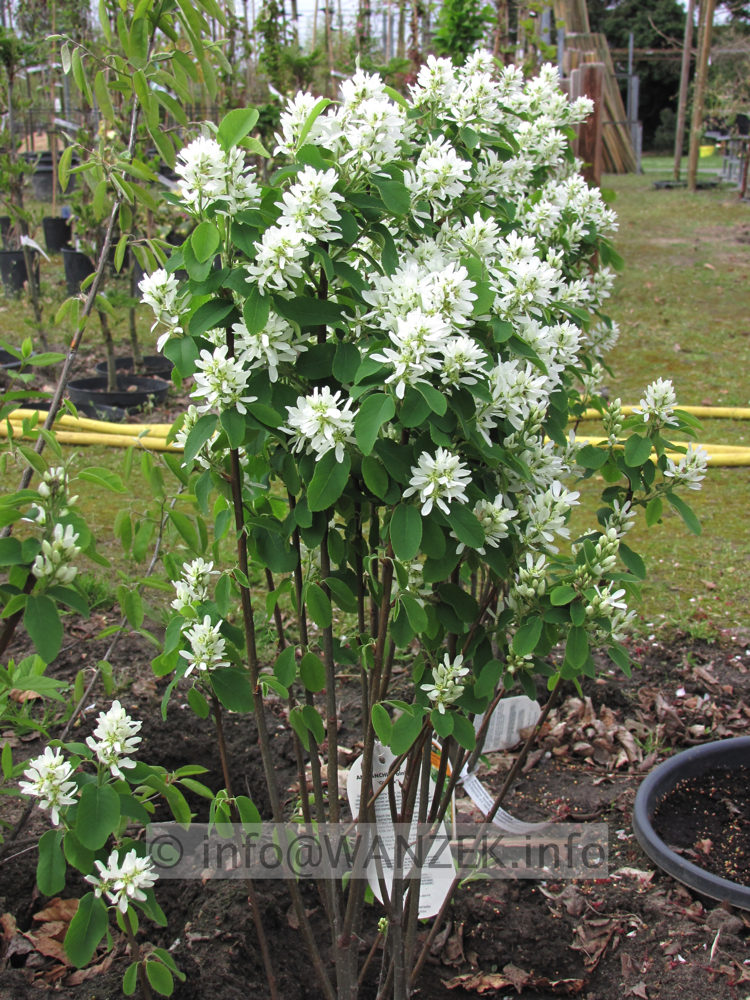 Amelanchier alnifolia Obelisk 1m 02.JPG